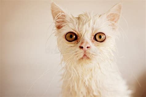 wet kitty porn|Wet Kitty .